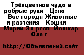 Трёхцветное чудо в добрые руки › Цена ­ 100 - Все города Животные и растения » Кошки   . Марий Эл респ.,Йошкар-Ола г.